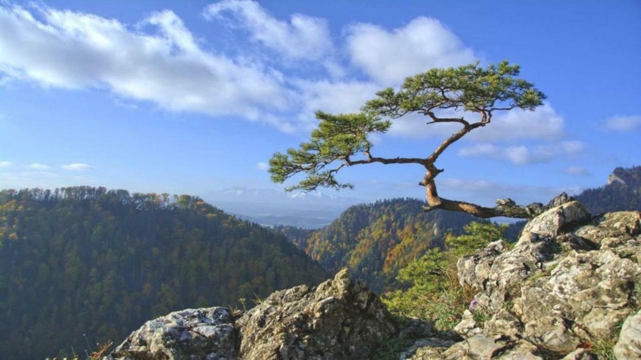 Willa Iskra Zakopane Dış mekan fotoğraf